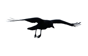 A black bird is flying in the sky