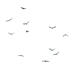 A flock of birds flying in the sky