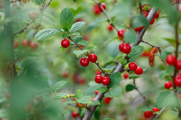 Obraz premium A branch of red berries is hanging from a tree