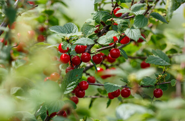 A tree with red berries on it
