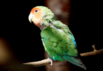 Green and red bird is perched on a branch
