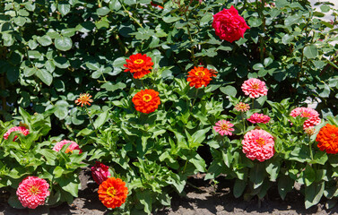 A bunch of flowers with a mix of pink and orange flowers