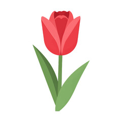 Vibrant Red Tulip with Green Leaves Isolated on White Background A Simple Floral Design for Springtime Decor and Botanical Illustrations