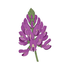 Isolated Purple Flower Blossom with Green Leaves Against White Backdrop Botanical Illustration