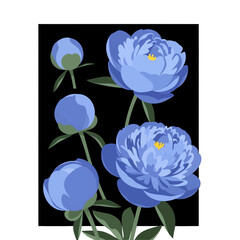 Elegant Blue Peony Blooms with Green Leaves Botanical Illustration on a Black Background for Decorative Art