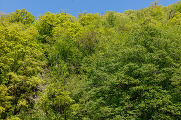 A lush green forest with trees of various sizes