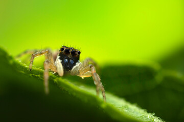 The most adorable of spiders; the jumping spider. A close-up photo of a jumping spider. Natural background.