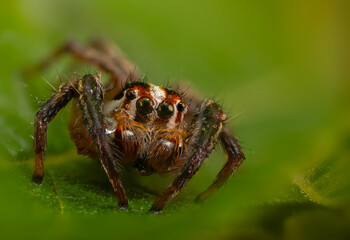 The most adorable of spiders; the jumping spider. A close-up photo of a jumping spider. Natural background.
