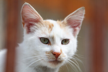A white and orange cat with green eyes stares at the camera