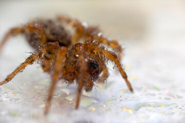 The most adorable of spiders; the jumping spider. A close-up photo of a jumping spider. Natural background.