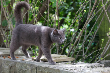 Obraz premium A grey cat is walking on a wall