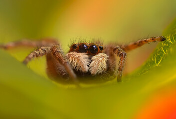 The most adorable of spiders; the jumping spider. A close-up photo of a jumping spider. Natural background.