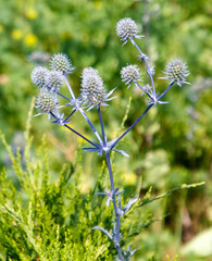 Bunch of flowers with a green stem