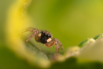 The most adorable of spiders; the jumping spider. A close-up photo of a jumping spider. Natural background.
