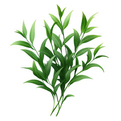 Lush green leaves on slender stems a vibrant botanical illustration