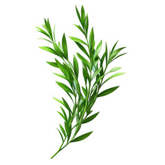 Lush green plant sprig isolated on black background vibrant foliage botanical illustration