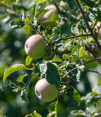 Two apples hanging from a tree