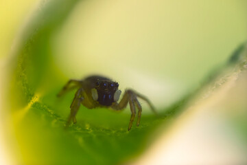The most adorable of spiders; the jumping spider. A close-up photo of a jumping spider. Natural background.