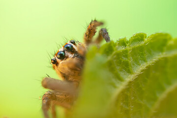 The most adorable of spiders; the jumping spider. A close-up photo of a jumping spider. Natural background.