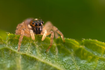 The most adorable of spiders; the jumping spider. A close-up photo of a jumping spider. Natural background.