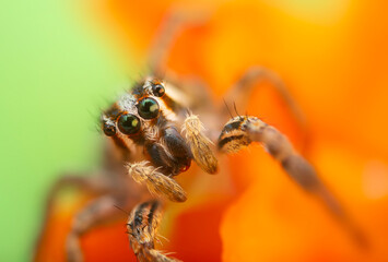 The most adorable of spiders; the jumping spider. A close-up photo of a jumping spider. Natural background.