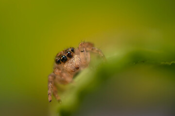 The most adorable of spiders; the jumping spider. A close-up photo of a jumping spider. Natural background.