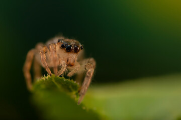The most adorable of spiders; the jumping spider. A close-up photo of a jumping spider. Natural background.