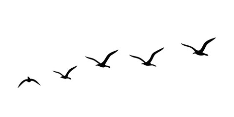 Silhouette of a flock of birds flying in formation against a black background
