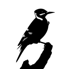 Obraz premium Solid black Woodpecker pecking silhouette vector illustration design logo symbol sign icon character on white background.