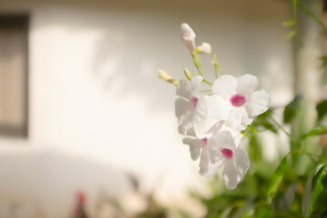 White beautiful lily flowers on an outdoor white garden
