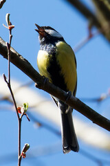 vogel