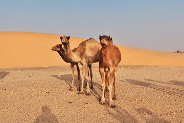 Camels in the Sahara Desert in Mauritania
