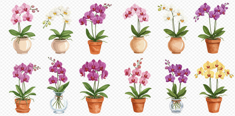 A beautiful collection of twelve watercolor phalaenopsis orchids in various colorful pots and vases. © studio