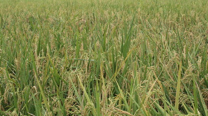 expanse of green rice fields ready for harvest in the tropical country of Indonesia