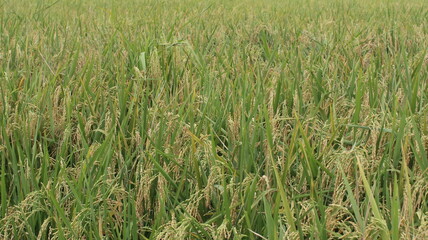 expanse of green rice fields ready for harvest in the tropical country of Indonesia