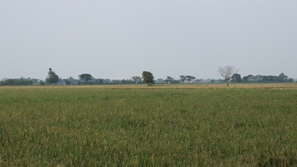 expanse of green rice fields ready for harvest in the tropical country of Indonesia