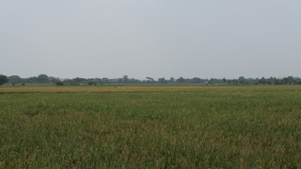 expanse of green rice fields ready for harvest in the tropical country of Indonesia