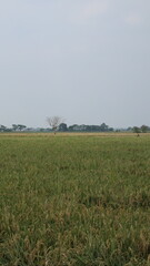 expanse of green rice fields ready for harvest in the tropical country of Indonesia