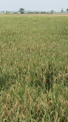 expanse of green rice fields ready for harvest in the tropical country of Indonesia