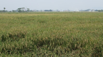 expanse of green rice fields ready for harvest in the tropical country of Indonesia