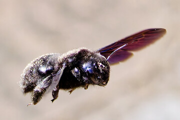 holzbiene
