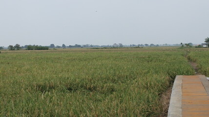 expanse of green rice fields ready for harvest in the tropical country of Indonesia