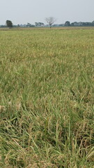 expanse of green rice fields ready for harvest in the tropical country of Indonesia