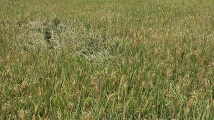 expanse of green rice fields ready for harvest in the tropical country of Indonesia