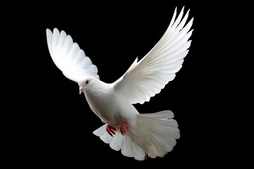Fototapeta premium Beautiful white dove flying with wide open wings on a completely black background, symbol of peace and spirituality
