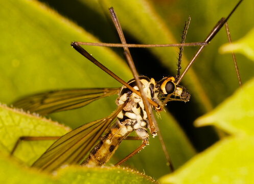 stechfliege