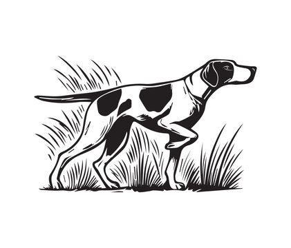 English pointer dog vector illustration, black and white pointer dog graphic design 