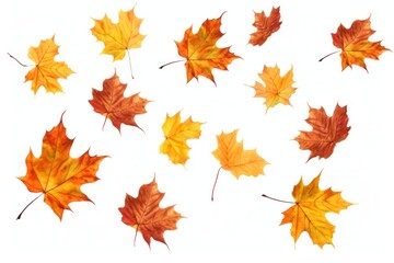 Fototapeta premium Wild maple leaves backgrounds plant leaf.