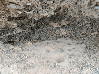 Close-Up Detailed Texture of Soil:  Earth, Dirt, Ground, Compost, and Organic Matter