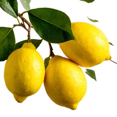 Fresh Delicious Lemons on Branch with Green Leaves